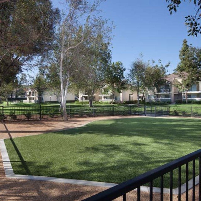 Dog Park