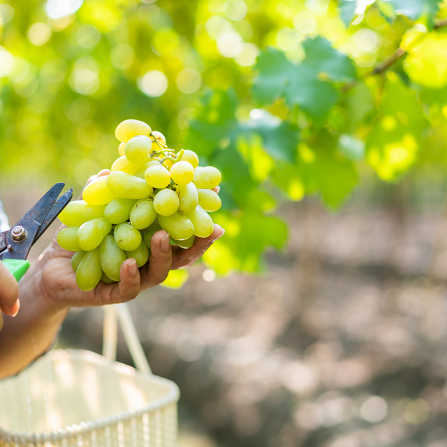 Homecoming at Kiley Ranch - Grapes Picking